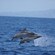 2 dolphins shoot out of the water, leaving a splash in their wake